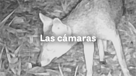 Cámaras trampa: tecnología que revela la vida silvestre en los proyectos de CHEC: Desarrollo que protege la vida
