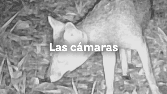 Cámaras trampa: tecnología que revela la vida silvestre en los proyectos de CHEC: Desarrollo que protege la vida