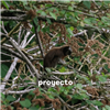 Cámaras trampa: tecnología que revela la vida silvestre en los proyectos de CHEC: Desarrollo que protege la vida