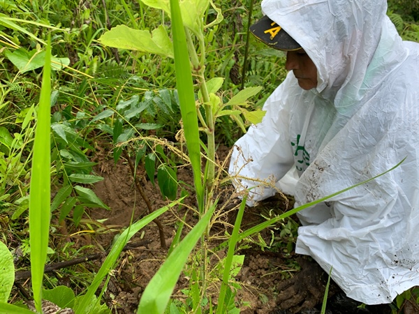 En CHEC le apuntamos a la reforestación consciente