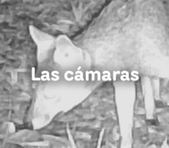 Cámaras trampa: tecnología que revela la vida silvestre en los proyectos de CHEC: Desarrollo que...