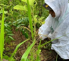 En CHEC le apuntamos a la reforestación consciente