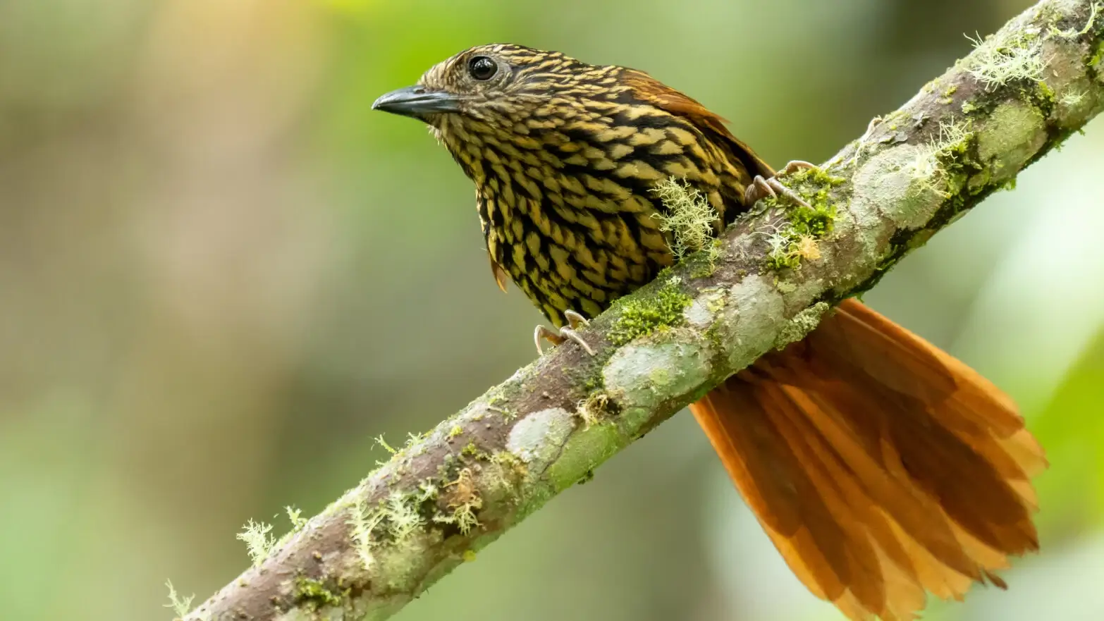 Hojarasquero Flamulado